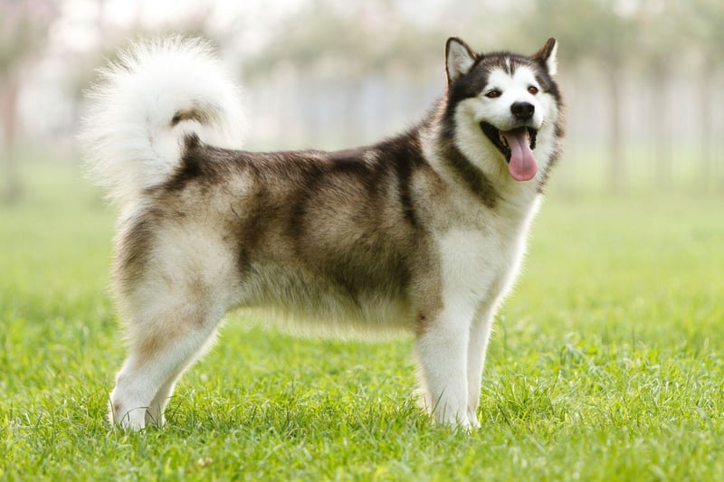 Similar in appearance to the Siberian Husky, the Alaskan Malamute also shares that breed's strength and endurance. As well as pulling sleds, this breed have also been used to hunt bears and seek out seal blowholes on Alaskan ice sheets.