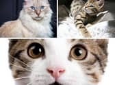 Here are the UK's 10 most popular cat breeds.