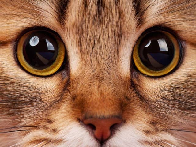 These 10 cat breeds are the UK's most popular. Cr: Getty Images.