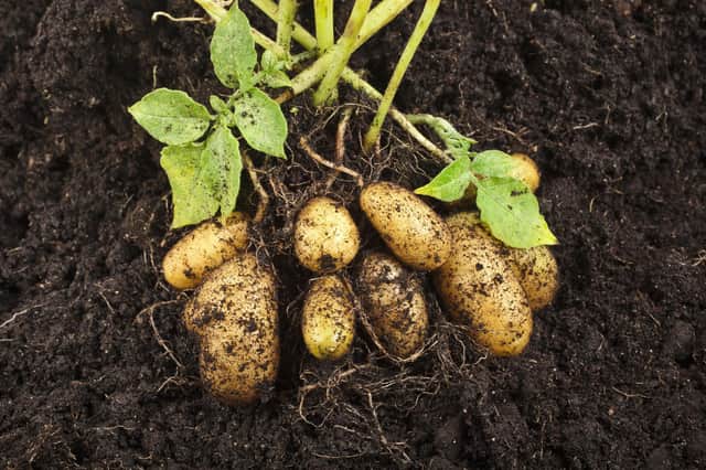 The Scottish Government has said the seed potato industry is facing disaster through the Brexit deal.