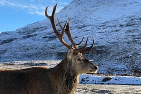 Callum the stag at Benn Eighe car park in Torridon