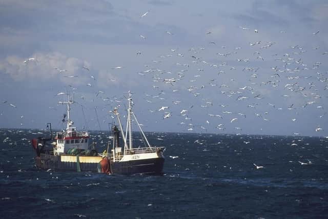 Danish trawler fishing for sandeels with gannets & kittiwakes. picture: Chris Gomersall.