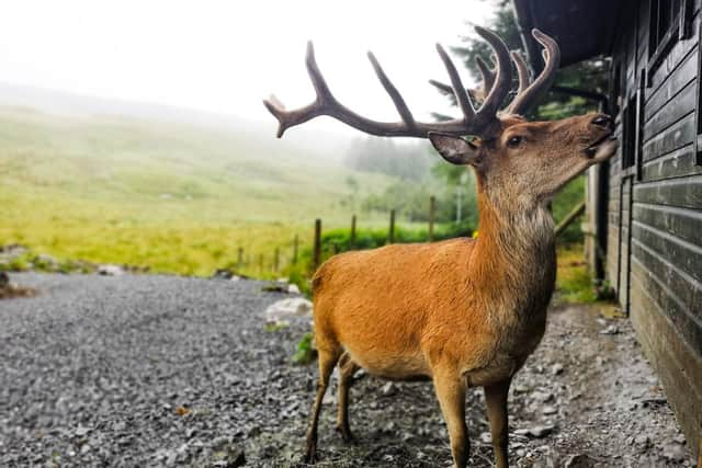 Pitch up in the beautiful Galloway Forest Park