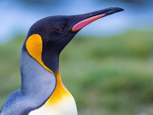 A confused guest staying at Edinburgh Central Waterloo Place Travelodge asked the hotel manager to clarify as to "whether I have to bow to Edinburgh Zoo’s Brigadier Sir Nils Olav". Given that Nils is a king penguin who is the mascot and colonel-in-chief of the Norwegian King's Guard, it's unlikely he would care either way.