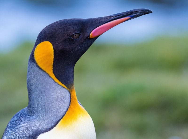 A confused guest staying at Edinburgh Central Waterloo Place Travelodge asked the hotel manager to clarify as to "whether I have to bow to Edinburgh Zoo’s Brigadier Sir Nils Olav". Given that Nils is a king penguin who is the mascot and colonel-in-chief of the Norwegian King's Guard, it's unlikely he would care either way.