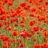The pin-on poppies are inspired by the red flowers that grow widely on the fields of World War One. Photo: fesusrobertphotos / Canva Pro.