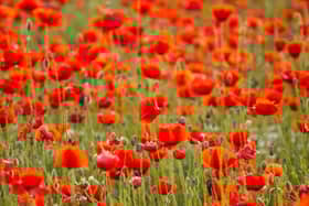 The pin-on poppies are inspired by the red flowers that grow widely on the fields of World War One. Photo: fesusrobertphotos / Canva Pro.