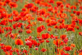 The pin-on poppies are inspired by the red flowers that grow widely on the fields of World War One. Photo: fesusrobertphotos / Canva Pro.