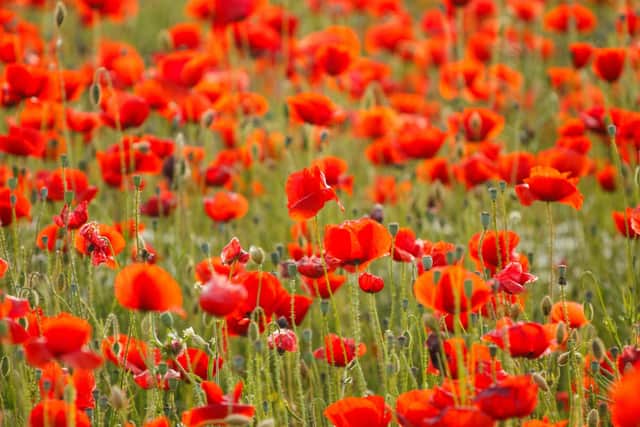 The pin-on poppies are inspired by the red flowers that grow widely on the fields of World War One. Photo: fesusrobertphotos / Canva Pro.