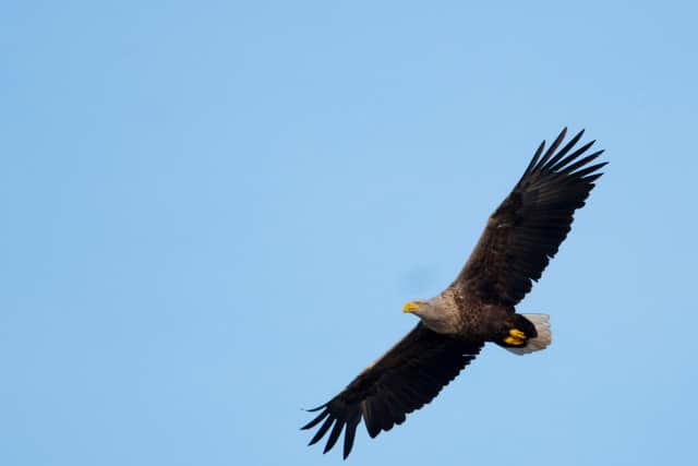 A rare white-tailed eagle has been found dead on Skye as a result of avian flu. Photo: shurub / Getty Images / Canva Pro.