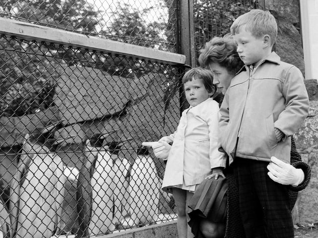 Children Richard Hanson and Carol Wood watch the penguins at Edinburgh Zoo in 1963.