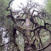 A wild Scots pine killed by competition with planted conifers (Picture: Trees For Life/SWNS)