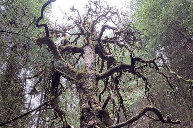 A wild Scots pine killed by competition with planted conifers (Picture: Trees For Life/SWNS)