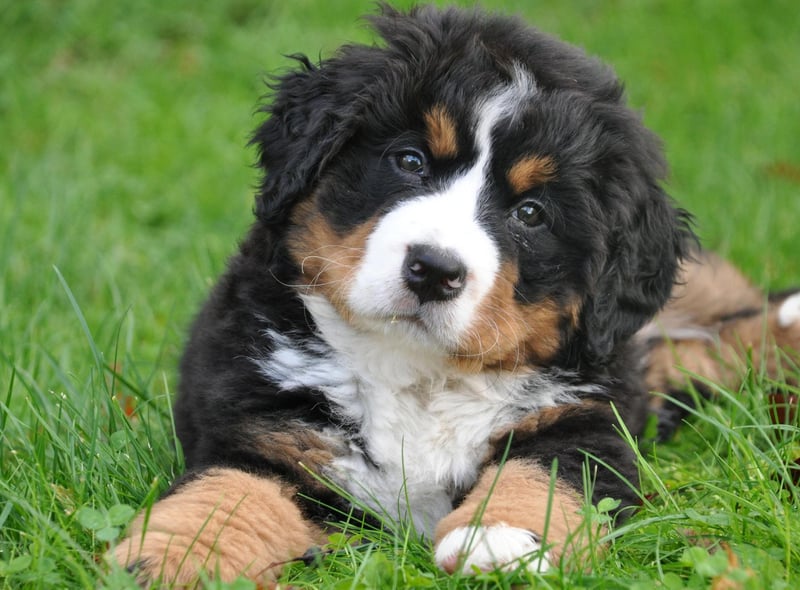Bernese Mountain Dogs are officially the worst dog breeds to have in your bed, with their large size and high shedding levels being the main reasons why. These gentle giants have a lovely temperament, known for being affectionate and loyal, but if you have one in your bed you can expect to find lots of fur between the sheets, and perhaps a touch of drool and a high chance of barking.