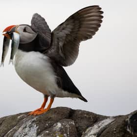 Puffins, found around the Scottish coast and islands, are at risk due to an increasing scarcity of their main food source – the sandeel, which is a victim of overfishing and the impacts of climate change
