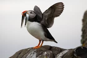 Puffins, found around the Scottish coast and islands, are at risk due to an increasing scarcity of their main food source – the sandeel, which is a victim of overfishing and the impacts of climate change