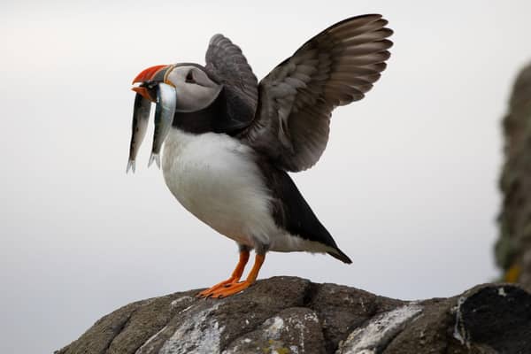 Puffins, found around the Scottish coast and islands, are at risk due to an increasing scarcity of their main food source – the sandeel, which is a victim of overfishing and the impacts of climate change
