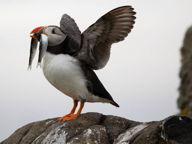 Puffins, found around the Scottish coast and islands, are at risk due to an increasing scarcity of their main food source – the sandeel, which is a victim of overfishing and the impacts of climate change