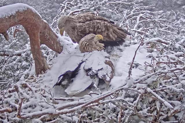Sea eagle Shona brooding on her eggs while mate Finn watches. Pic: Jess Tomes