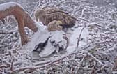 Sea eagle Shona brooding on her eggs while mate Finn watches. Pic: Jess Tomes