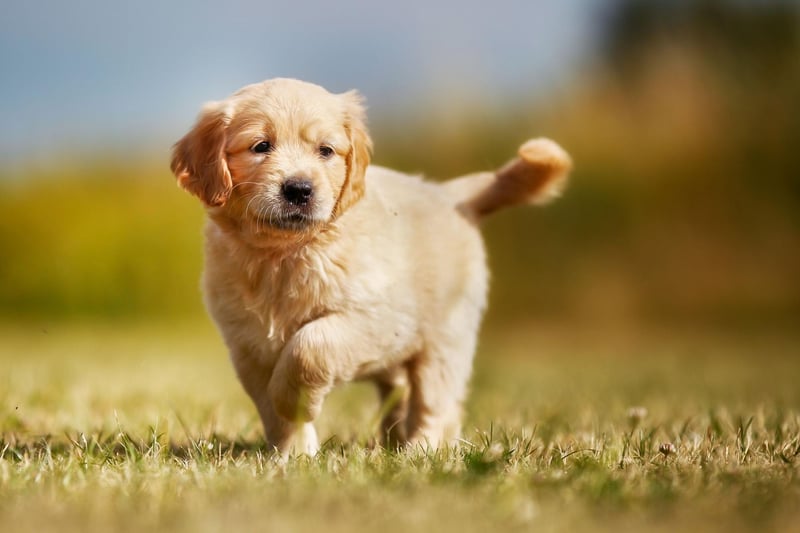 Look to get an adorable Golden Retriever pup? Expect first year costs of £4,043 and a total lifetime cost of £20,004.