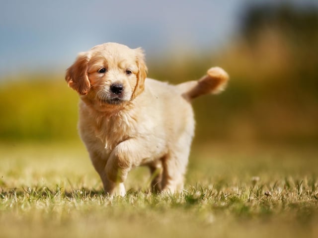Look to get an adorable Golden Retriever pup? Expect first year costs of £4,043 and a total lifetime cost of £20,004.