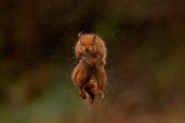 A jumping squirrel captured by Paul McDougall on one of his photo workshops - Animal News Agency