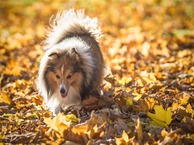 With seeds and leaves dropping during autumn months, some are poisonous to pets and can cause serious illness. Yew trees are poisonous and eating just a small amount can be serious. The bark, leaves, flowers, and conkers of Horse Chestnut Trees are also poisonous to pets. Conkers can also become a choking hazard or cause blockages. 
Acorns are also a common sight during autumn. They can be found on the ground throughout autumn months. These can cause blockages when eaten by pets.