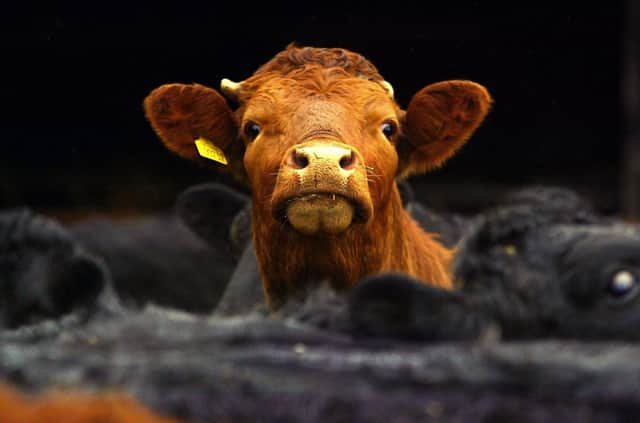 Does it matter whether a pack of beef bears a UK flag or Saltire?