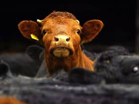 Does it matter whether a pack of beef bears a UK flag or Saltire?