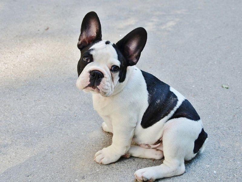 In the last few years the French Bulldog has been challengingt he Labrador Retriever (which also make pretty good city dogs) for the title of Britain's most popular dog breed. This is due to their long list of positive attributes, including their relaxed nature, adaptibility, being easy to care for and general sociability.