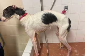 The Symons have been sentenced to a lifetime ban each for owning and keeping any animals.