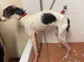 The Symons have been sentenced to a lifetime ban each for owning and keeping any animals.