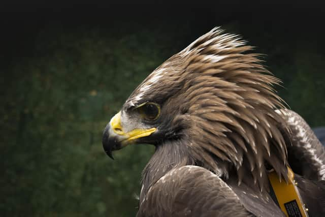 One of the satellite-tagged golden eagles released and flourishing in southern Scotland