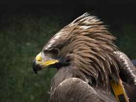 One of the satellite-tagged golden eagles released and flourishing in southern Scotland