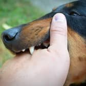 Some dogs are more likley than others to deliver painful bites.