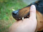 Some dogs are more likley than others to deliver painful bites.