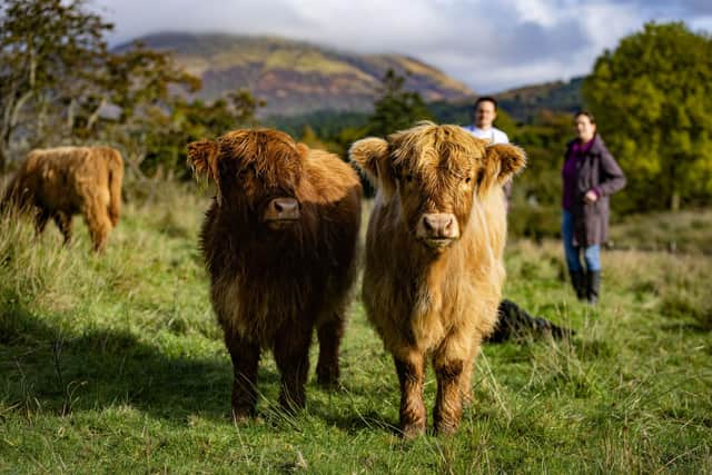 The Highland cows at Achinreir Farm