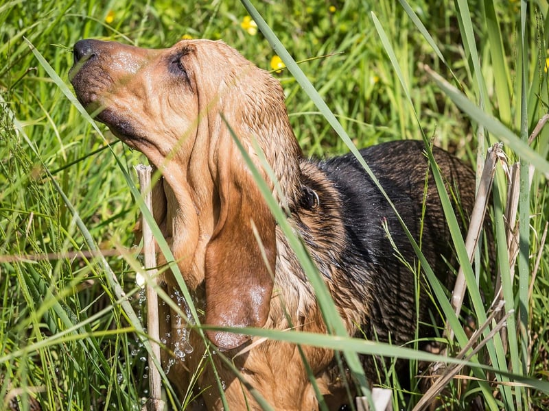 The Bloodhound is the breed of dog with the most sensitive sense of smell and can expect to live for 9-11 years.
