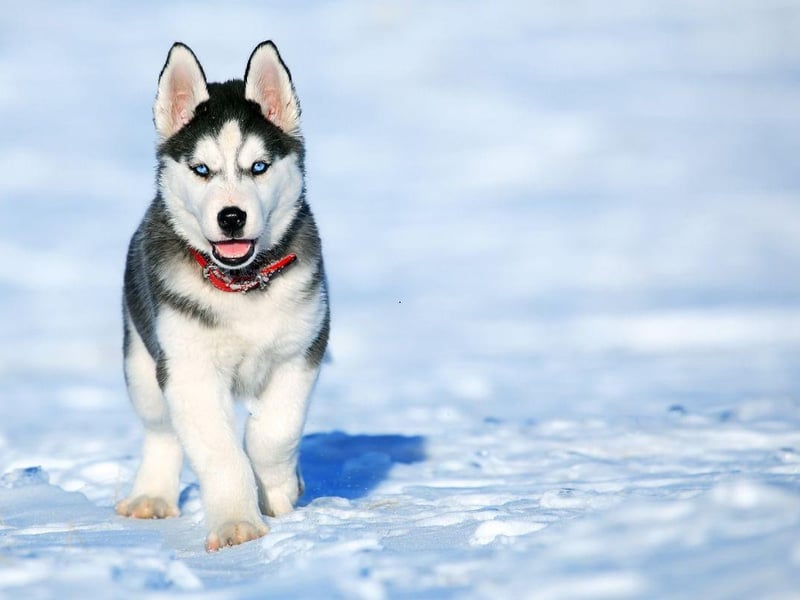 The favourite female dog name in Albania also describes pretty much all dogs - Lovely.