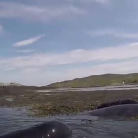 A volunteer helping bring the pod of ten pilot wales to safety after they were found beached off the coast of a Scottish island