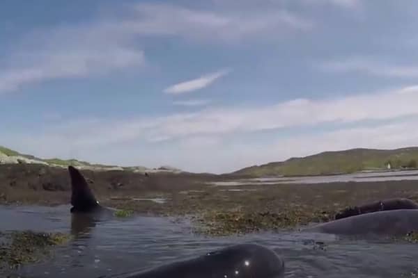 A volunteer helping bring the pod of ten pilot wales to safety after they were found beached off the coast of a Scottish island