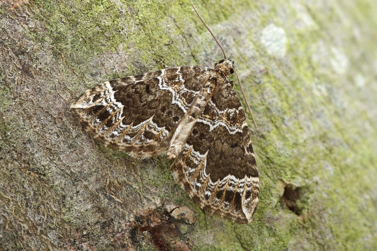 Moth Numbers Moths numbers show dramatic crash over past 50 years