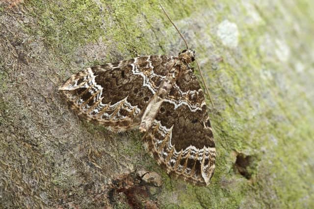 The Devon carpet moth has undergone a rapid range expansion from south-west Britain northwards, reaching southern Scotland in 2013