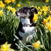 The warmer days of spring are just around the corner - but present some hazards for our four-legged friends.