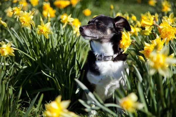 The warmer days of spring are just around the corner - but present some hazards for our four-legged friends.