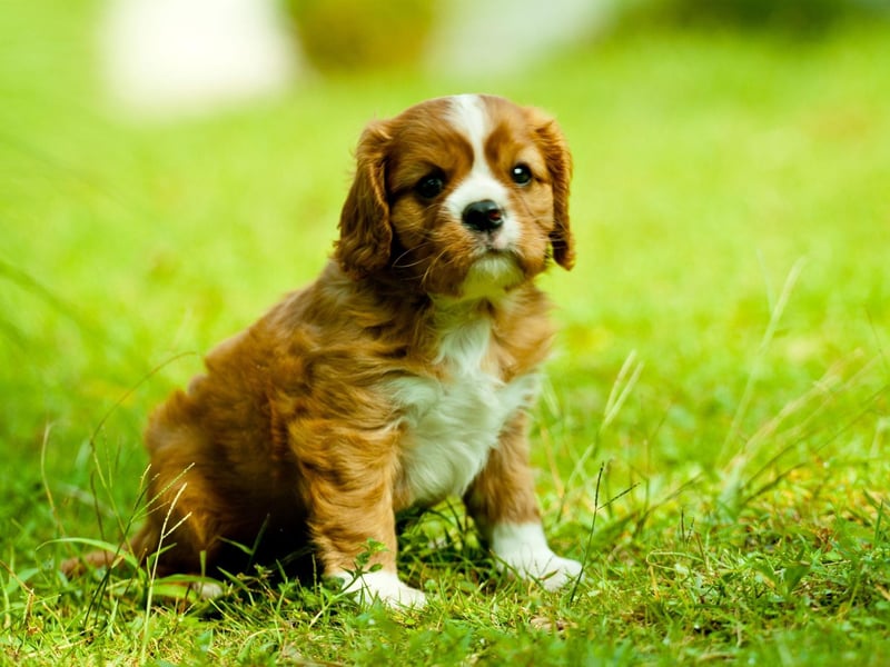 During the early part of the 18th century, John Churchill, 1st Duke of Marlborough, kept red and white King Charles type spaniels for hunting at his Blenheim estate - and that's why red and white Cavalier King Charles Spaniels are called 'Blenheims' today.