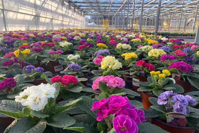 Rows of primrose plants at the nursery of Pentland Plants Garden Centre in Edinburgh which risk going to waste under the continued closure of garden centres in Scotland.