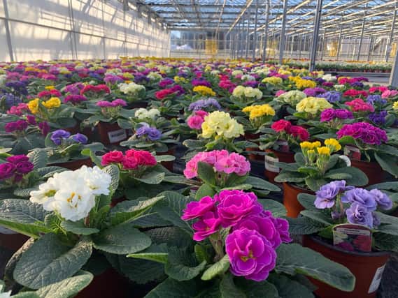 Rows of primrose plants at the nursery of Pentland Plants Garden Centre in Edinburgh which risk going to waste under the continued closure of garden centres in Scotland.