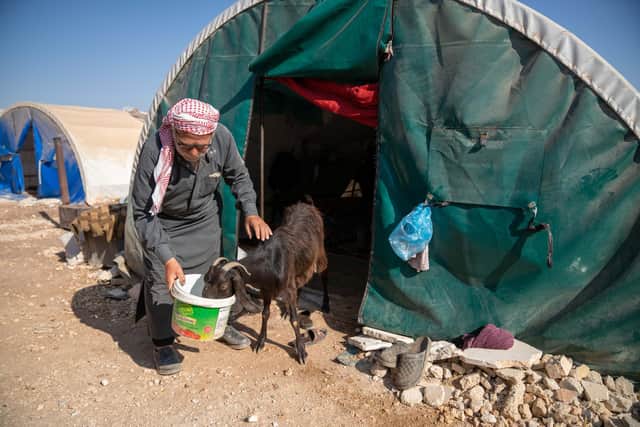 Mustafa feeds his livestock at a camp in Syria.